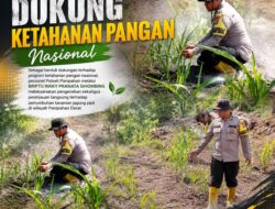 Dukung Ketahanan Pangan Nasional, Polsek Panipahan Cek Pertumbuhan Jagung di Panipahan Darat