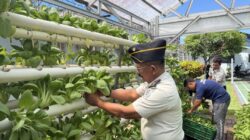 Lapas Sibolga Panen 65 Kg Pakcoy, Wujudkan Pembinaan Kemandirian Berbasis Ketahanan Pangan