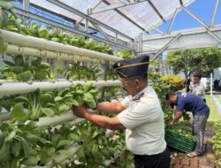 Lapas Sibolga Panen 65 Kg Pakcoy, Wujudkan Pembinaan Kemandirian Berbasis Ketahanan Pangan